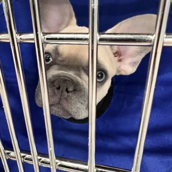 Veterinary Emergency Group - Emergency Pet Hospital Near Me - Las Vegas, Nevada Veterinary Emergency Group - Emergency Pet Hospital Near Me - Las Vegas, Nevada