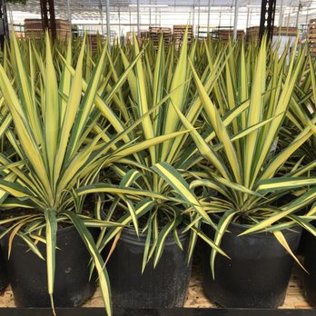 Altmans Specialty Plants - Color Guard Yucca - Nurseries & Gardening Near Me - Giddings, Texas