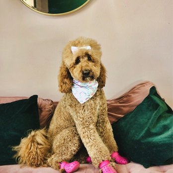 The Pretty Puppy - Lyra - Pet Groomers Near Me - Ontario, California
