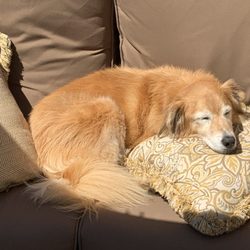 The Dog Stop - Deerfield - Our dog, Zoey