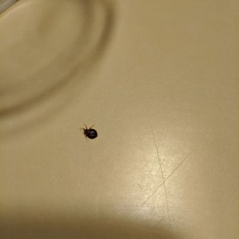 Asilomar Conference Grounds - Two words: BED BUGS (Nov 2019) - Hotels Near Me - Pacific Grove, California Asilomar Conference Grounds - Two words: BED BUGS (Nov 2019) - Hotels Near Me - Pacific Grove, California