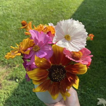 Manchester Blooms - Pick Your Own Farms Near Me - Manchester, Michigan Manchester Blooms - Pick Your Own Farms Near Me - Manchester, Michigan