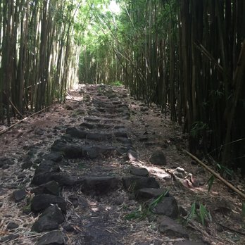 Bamboo Forest - Active Life Near Me - Uninc Maui, Hawaii Bamboo Forest - Active Life Near Me - Uninc Maui, Hawaii