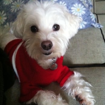 Posh Pup Spa - Lola - Pet Groomers Near Me - Brampton, Ontario Posh Pup Spa - Lola - Pet Groomers Near Me - Brampton, Ontario