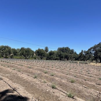 Clairmont Lavender Farm - Farms Near Me - Los Olivos, California Clairmont Lavender Farm - Farms Near Me - Los Olivos, California