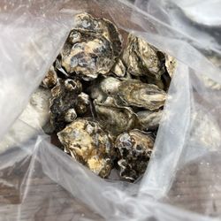 Oregon Oyster Farm - Oysters