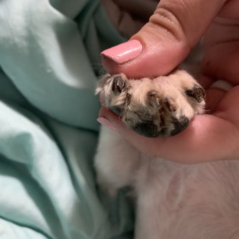 Zelda's Pet Grooming - Pet Groomers Near Me - Pullman, Washington