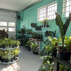 Lush Plant and Tropicals - House Plants