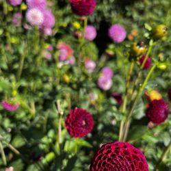 Volunteer Park