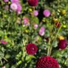 Volunteer Park gift card