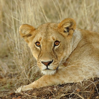 Nariku Travel Experiences - Lion spotting during Great Migration - Travel Services Near Me - Berkeley, California