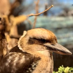 Lake Superior Zoo - Kookaburra