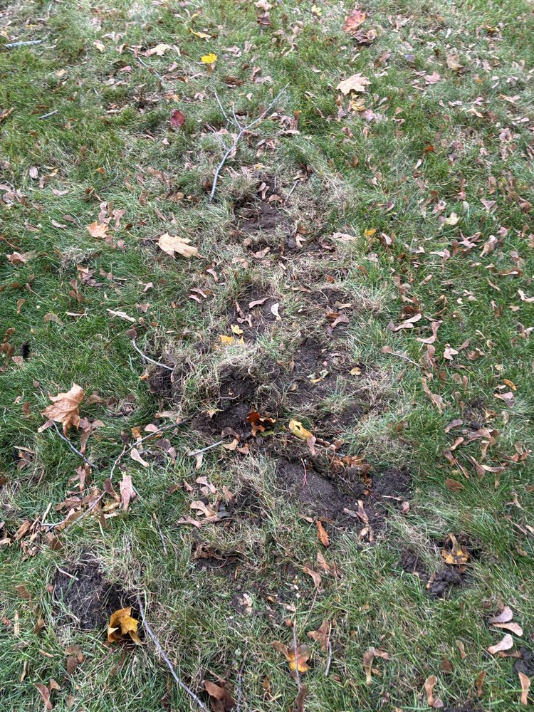 Mullins Tree Service - tree service in Wayne, MI