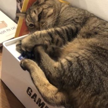 NEKO: A Cat Cafe - Mochi - Themed Cafes Near Me - Seattle, Washington NEKO: A Cat Cafe - Mochi - Themed Cafes Near Me - Seattle, Washington