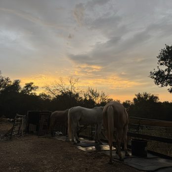 Maverick Horseback Riding - Before a trail ride! - Horseback Riding Near Me - Austin, Texas Maverick Horseback Riding - Before a trail ride! - Horseback Riding Near Me - Austin, Texas