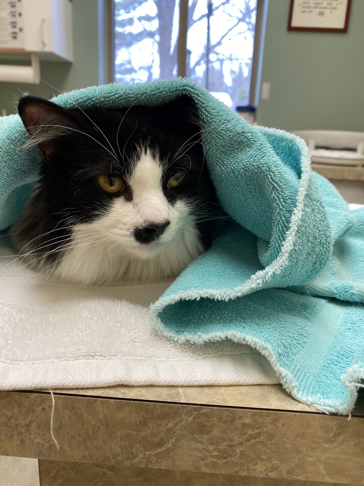 CAT CLINIC NORTH Updated August 2024 11 Photos 2665 5 Mile Rd NE