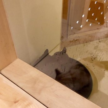 KitTea - Pet Adoption Near Me - San Francisco, California