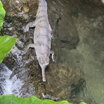 Bronx Zoo - Alligator - Zoos Near Me - Bronx, New York
