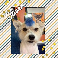 marks mobile dog wash