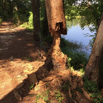 Kiroli Park - Beaver has been at work here - Venues & Event Spaces Near Me - West Monroe, Louisiana Kiroli Park - Beaver has been at work here - Venues & Event Spaces Near Me - West Monroe, Louisiana