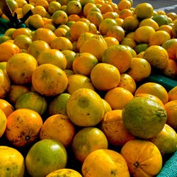 Old Oakland Farmers' Market - January 2022