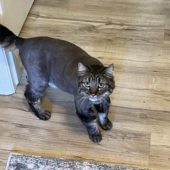 Claws & Paws Grooming - Leo after his spring cut at Claws and Paws ! - Pet Groomers Near Me - Clovis, California Claws & Paws Grooming - Leo after his spring cut at Claws and Paws ! - Pet Groomers Near Me - Clovis, California