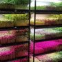 Photo of Mighty Greens