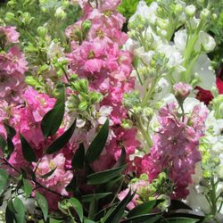 Boise House of Flowers