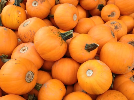 Wilklow Orchards by null