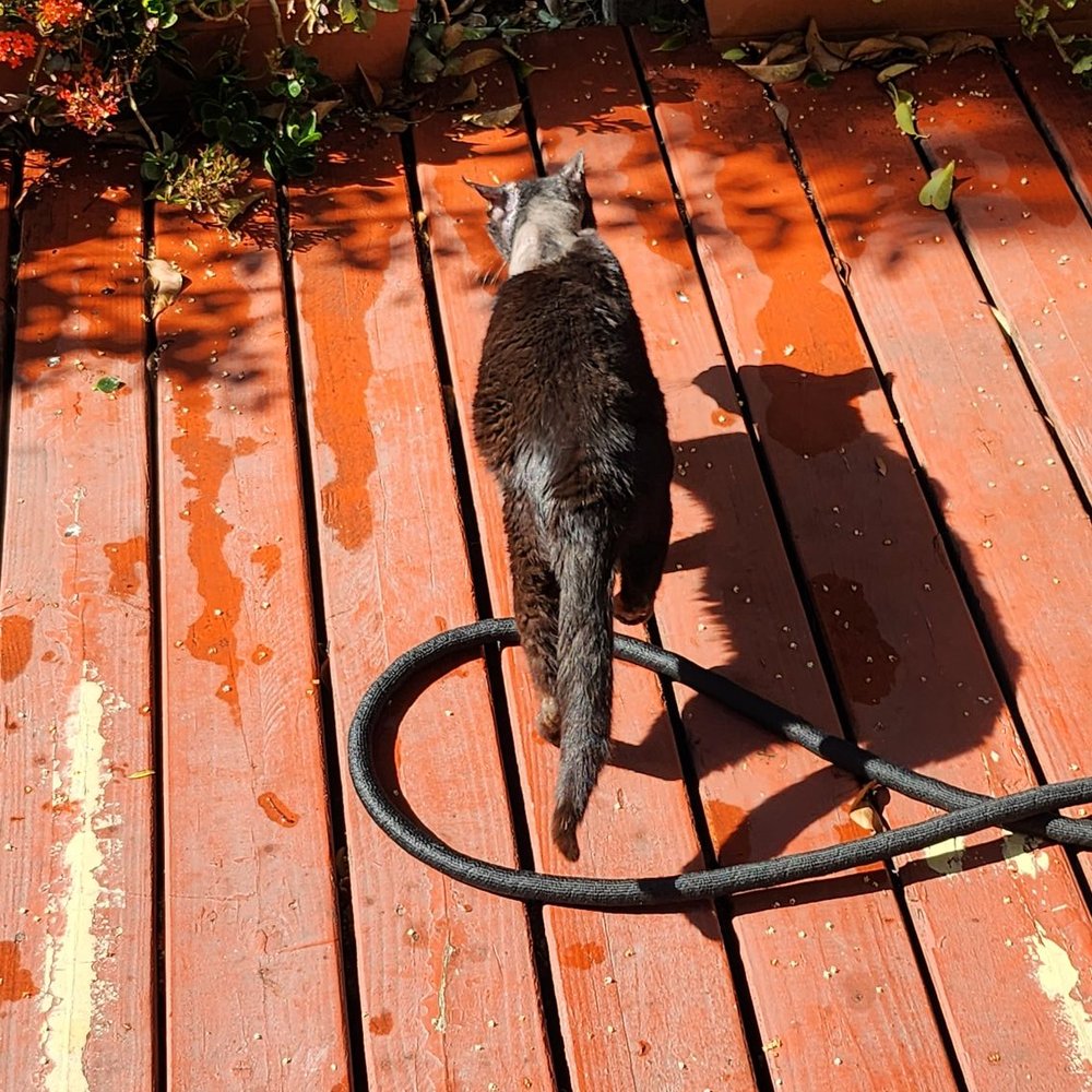 TOP 10 BEST Pet Adoption near Martinez, CA - Updated 2026 - Yelp