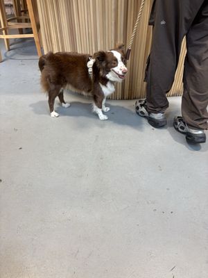 Pueblo Querido Coffee Roasters Café de Colombia by null