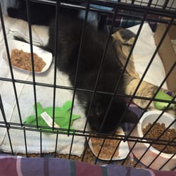 Animal Refuge League - Cutie Pie!