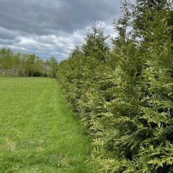 Musser Forests - Green Giant Arborvitae second view.