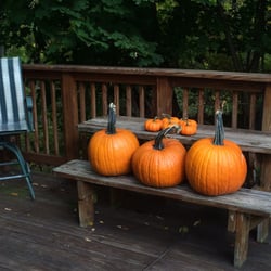 Sweetberry Fresh Market - These pumpkins were only $4 each!