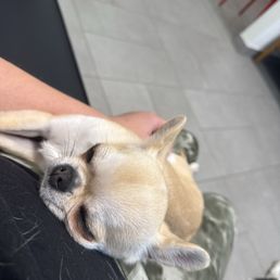 Tulip relaxing before seeing the Dr.