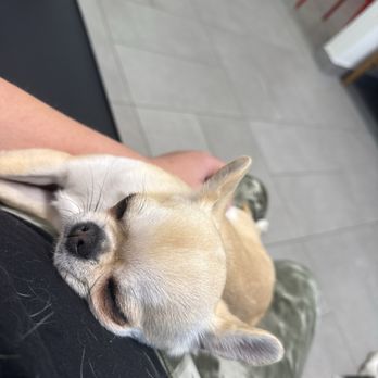 VEG ER for Pets - Tulip relaxing before seeing the Dr. - Emergency Pet Hospital Near Me - Stevenson Ranch, California
