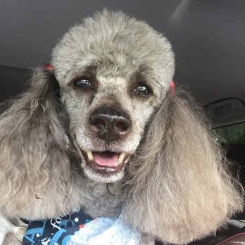 kelly's pet grooming