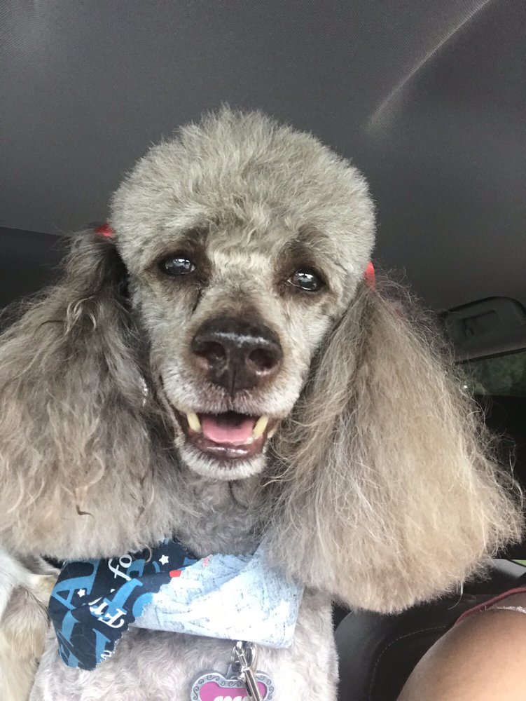 KELLYS PET GROOMING Pet Groomers 707 N Tennessee St, Cartersville