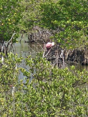 Pelican Island National Wildlife Refuge by null