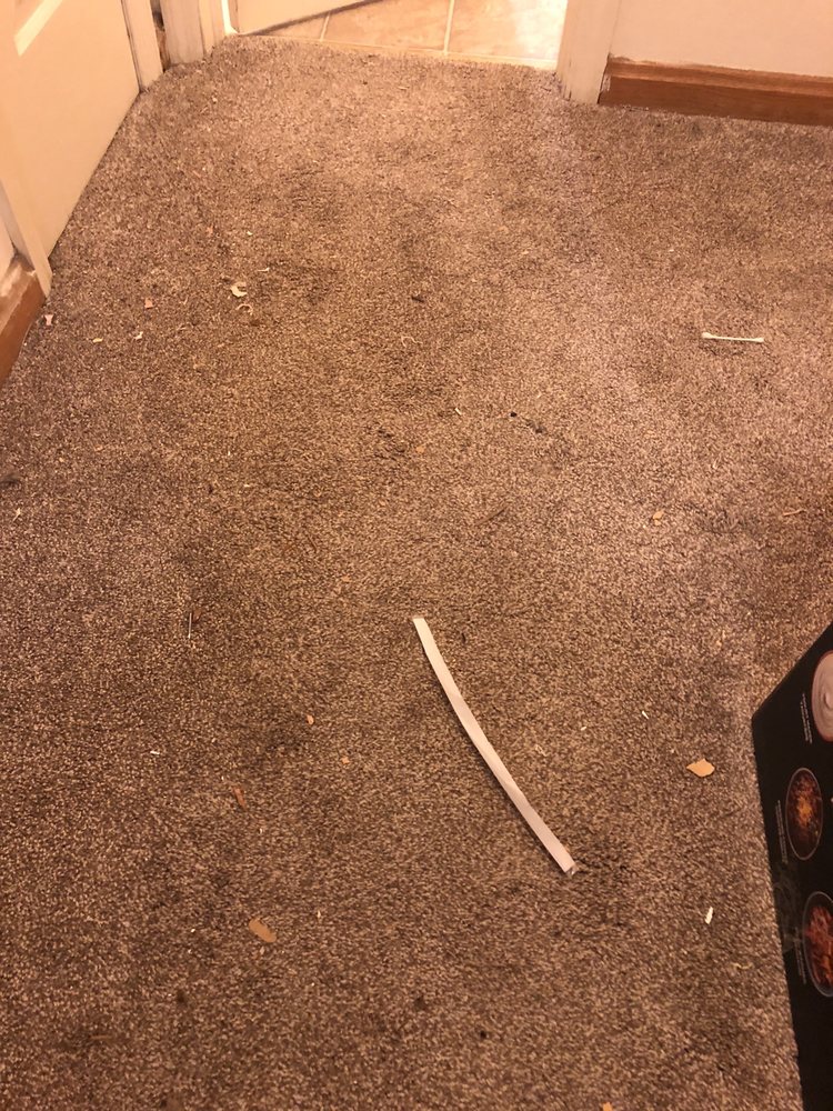 CANAL CARPET CARE Updated August 2024 7285 Bromfield Dr, Canal