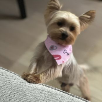 Allie & Paws - Yorkie - Pet Groomers Near Me - Downey, California