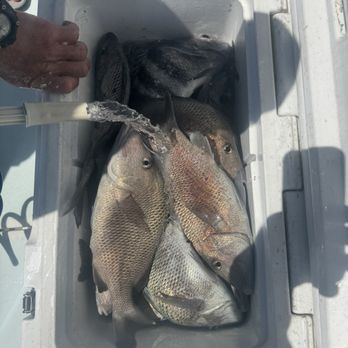 Bayshore Fishing Charters - Dinner - Boat Charters Near Me - Bradenton Beach, Florida Bayshore Fishing Charters - Dinner - Boat Charters Near Me - Bradenton Beach, Florida