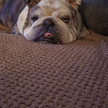 You’ll Never Walk Alone - Murphy dealing with cancer. - Veterinarians Near Me - Baltimore, Maryland
