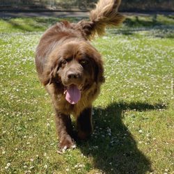 last minute dog kennels near me