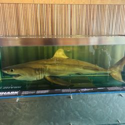 Queensland Museum Kurilpa - White shark