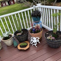 The Bloomin Haus - Start of the annuals I picked up this week at Blooming Haus