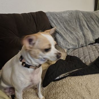 Dog Balancing Hotel - This is sugar - Pet Sitting Near Me - Oakland, California