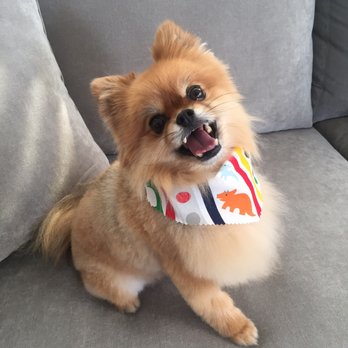 Fluff and Puff Dog Wash - Very nice haircut by Kat! She also did a great job on my nails! Thanks Kat! - Pet Groomers Near Me - San Mateo, California Fluff and Puff Dog Wash - Very nice haircut by Kat! She also did a great job on my nails! Thanks Kat! - Pet Groomers Near Me - San Mateo, California