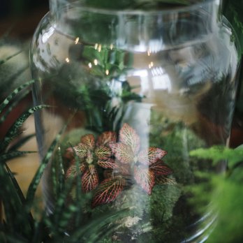 Agave - Nurseries & Gardening Near Me - Ixelles, BRU