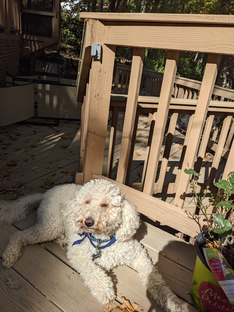 Caseys Petsitting Image